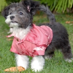 「ハワイアン・ムーン」に小型犬用ハワイアンウエアが新登場