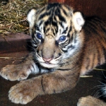 “トラの子”3頭がホノルル動物園で27年ぶりに誕生