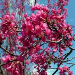 一足早くハワイ島で「ワイメア桜祭り」