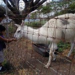 クアロア「ミニ動物園」改修完了