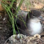 海鳥のヒナ11万羽が津波の犠牲